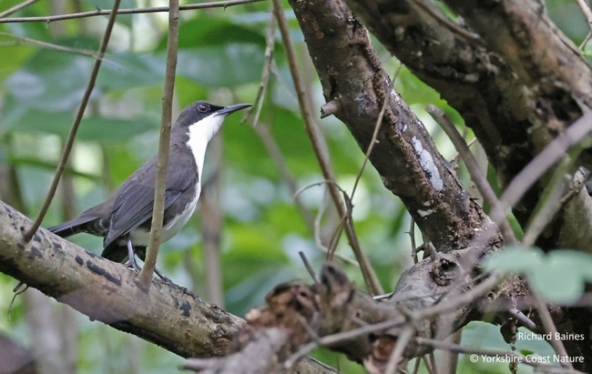 White-breasted Thrasher - St Lucia Nov 2022 © Richard Baines
