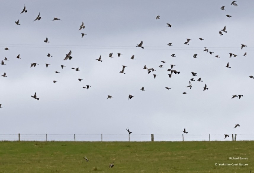  Fieldfares take flight. April 2023 © Richard Baines