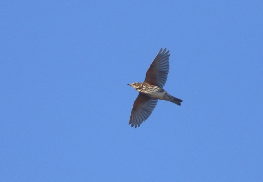 Redwing arriving from Scandinavia © Mark Pearson