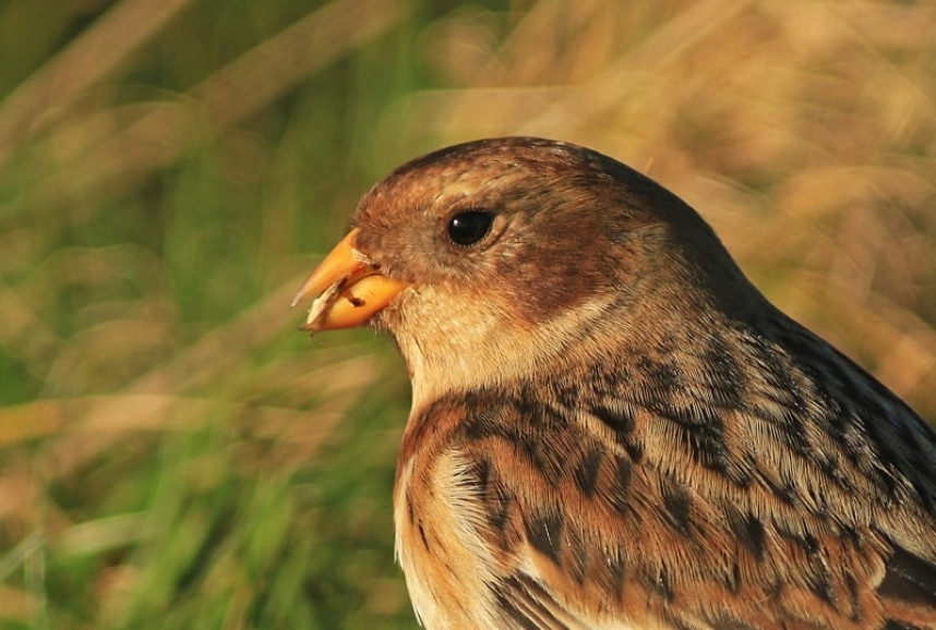  Snow Bunting © Mark Pearson