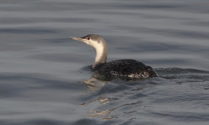 Red-throated Diver © Mark Pearson