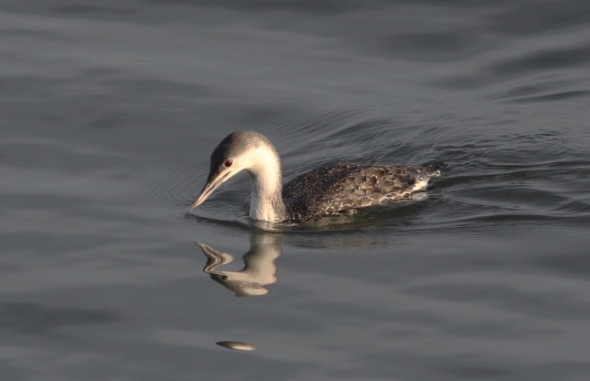 Red-throated Diver © Mark Pearson