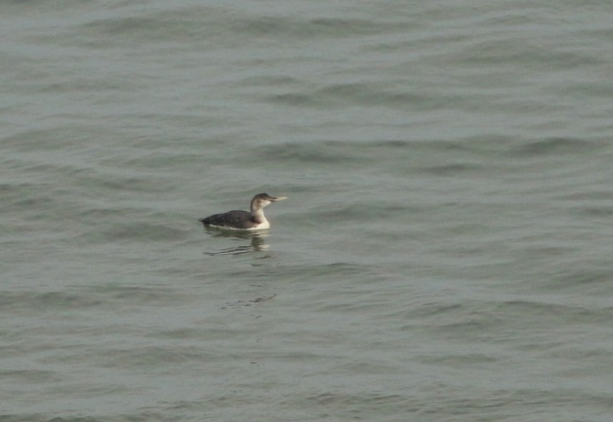 White-billed Diver © Mark Pearson