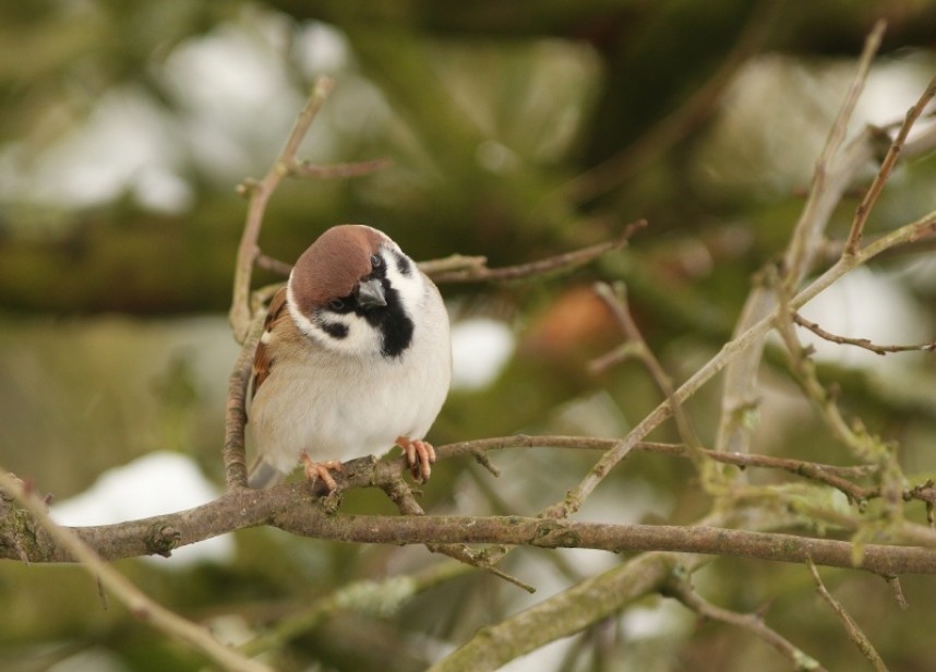  Tree Sparrow © Mark Pearson