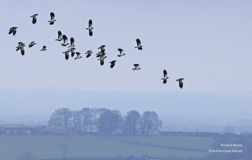  Lapwings over Cold Kirby © Richard Baines