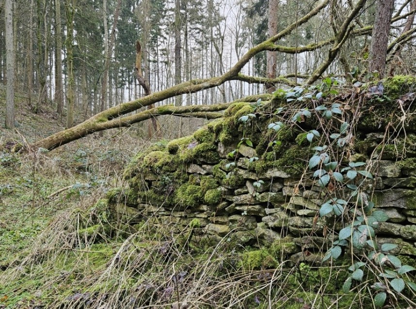  Old walls and fallen trees create great habitat in Spring Bank Wood © Richard Baines