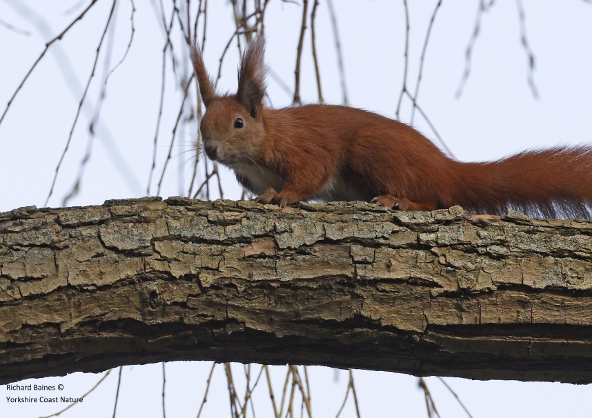  Red Squirrel - Berlin March 2024 © Richard Baines