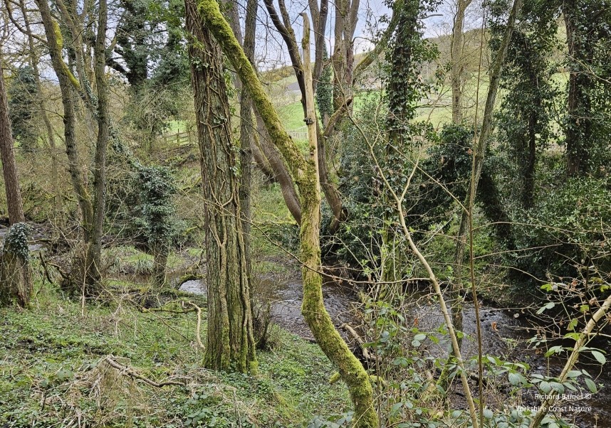  Middlestye Bank woodland - March 2024 © Richard Baines 