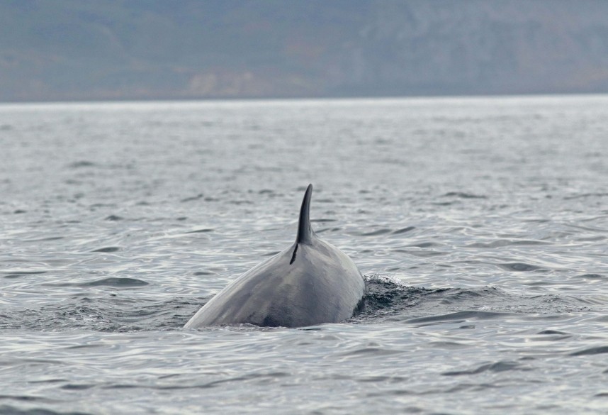  Minke Whale - Staithes North Yorkshire - 25 Sept 2021 © Richard Baines