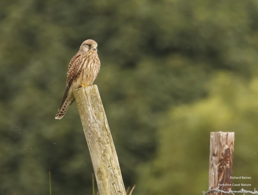 Common Kestrel - Newton Moor July 2024 © Richard Baines