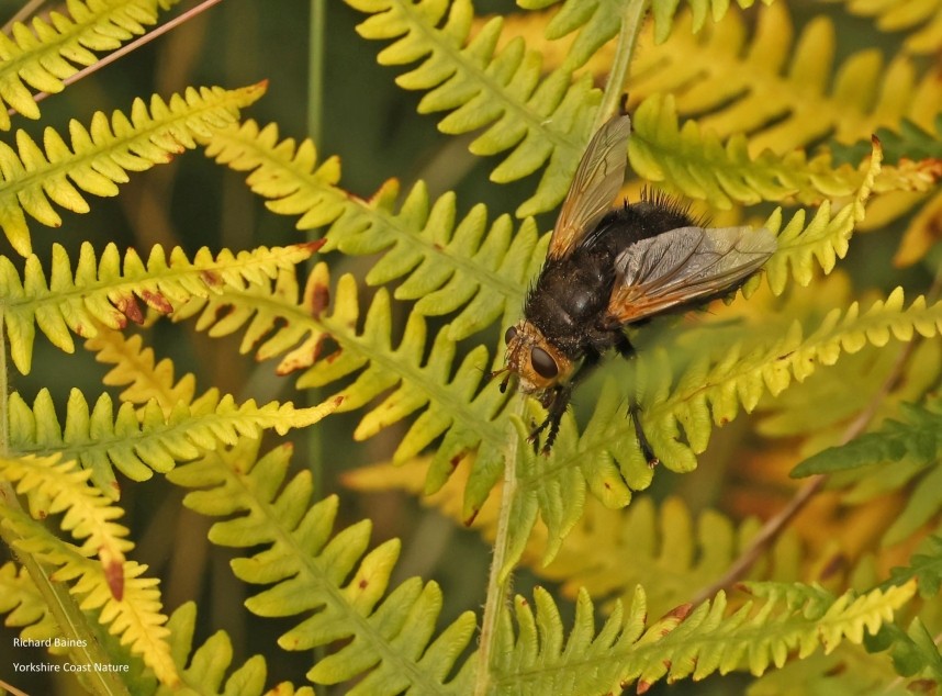 Tachina Grossa Great Ayton Moor July 2024 © Richard Baines