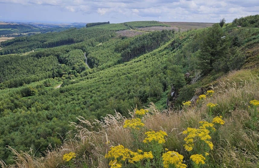 Guisborough Woods looking towards the North Sea July 2024 © Richard Baines