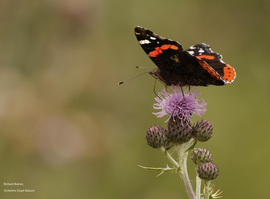 Red Admiral Guisborough Woods July 2024 © Richard Baines