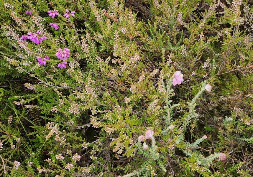 Bell Heather, Cross-leaved Heath and Common Heather Newton Moor July 2024 © Richard Baines