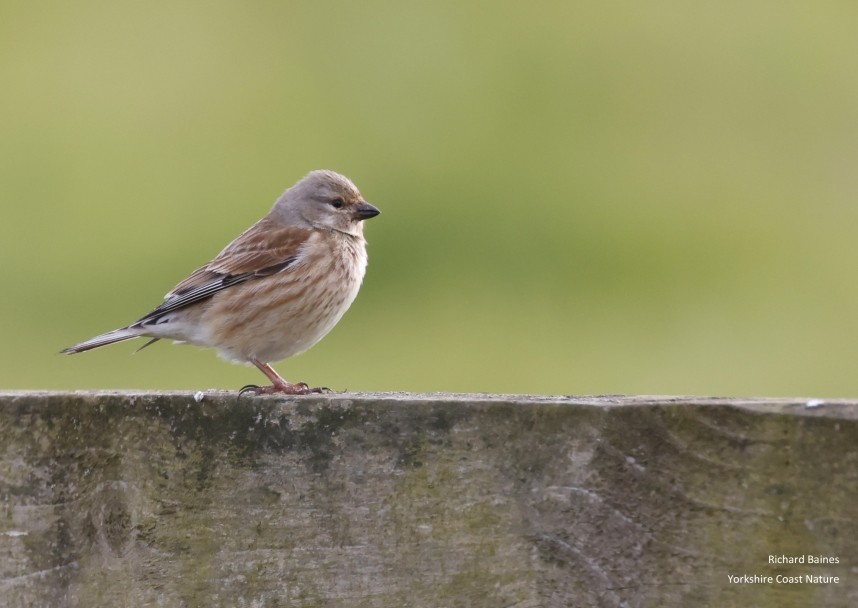 Common Linnet (male) North Yorkshire 2024 © Richard Baines