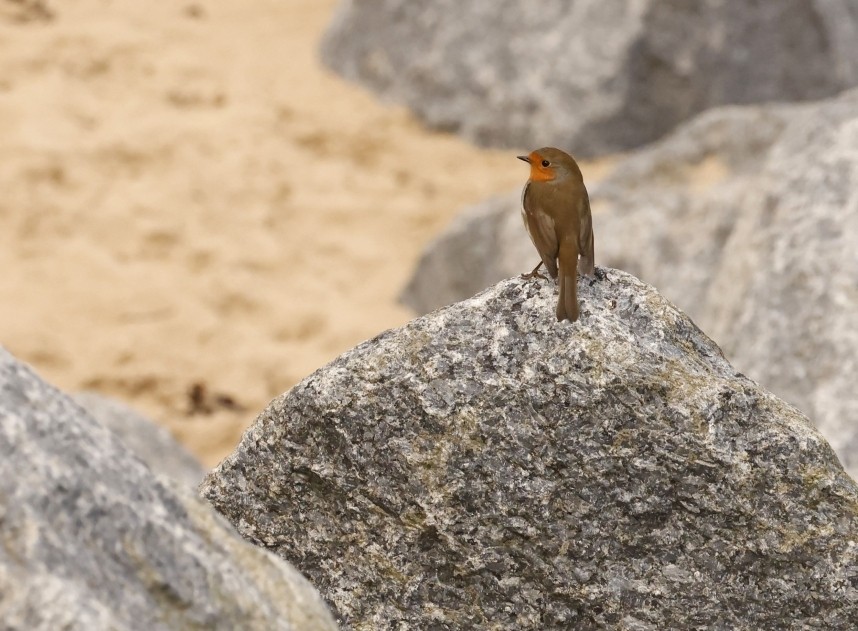 European Rob - Skinningrove September 2024 © Richard Baines